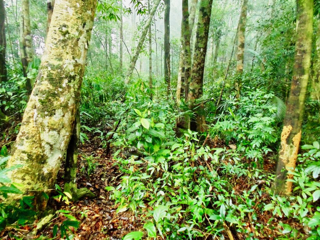 Annamites rainforest, central Vietnam. (Photo by Andrew Tilker)