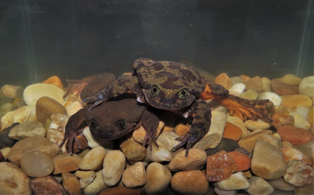 Romeo and Juliet together at last. (Photo by Sophia Barron Lavayen, Museo de Historia Natural Alcide d’Orbigny)