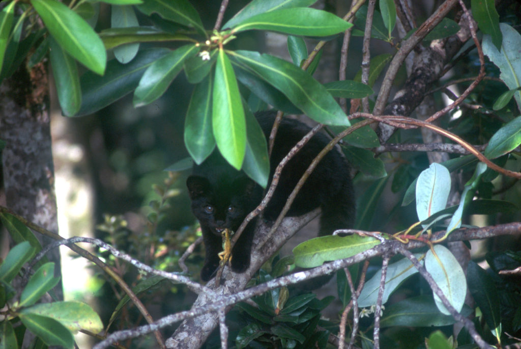 A rare melanistic Guigna. (Photo by Jim Sanderson)