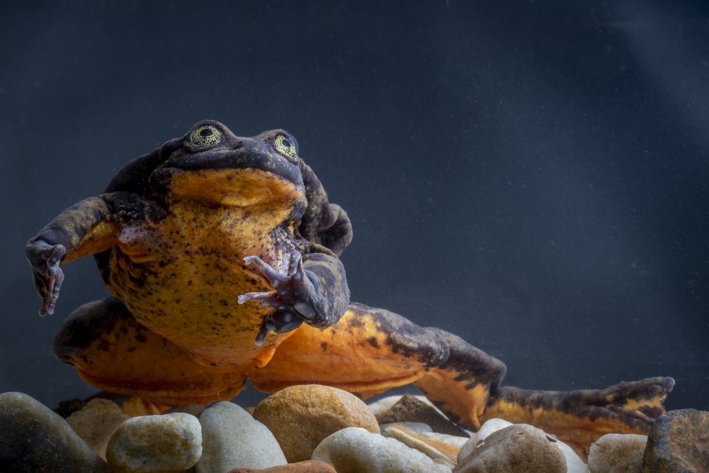 Romeo the frog in a tank