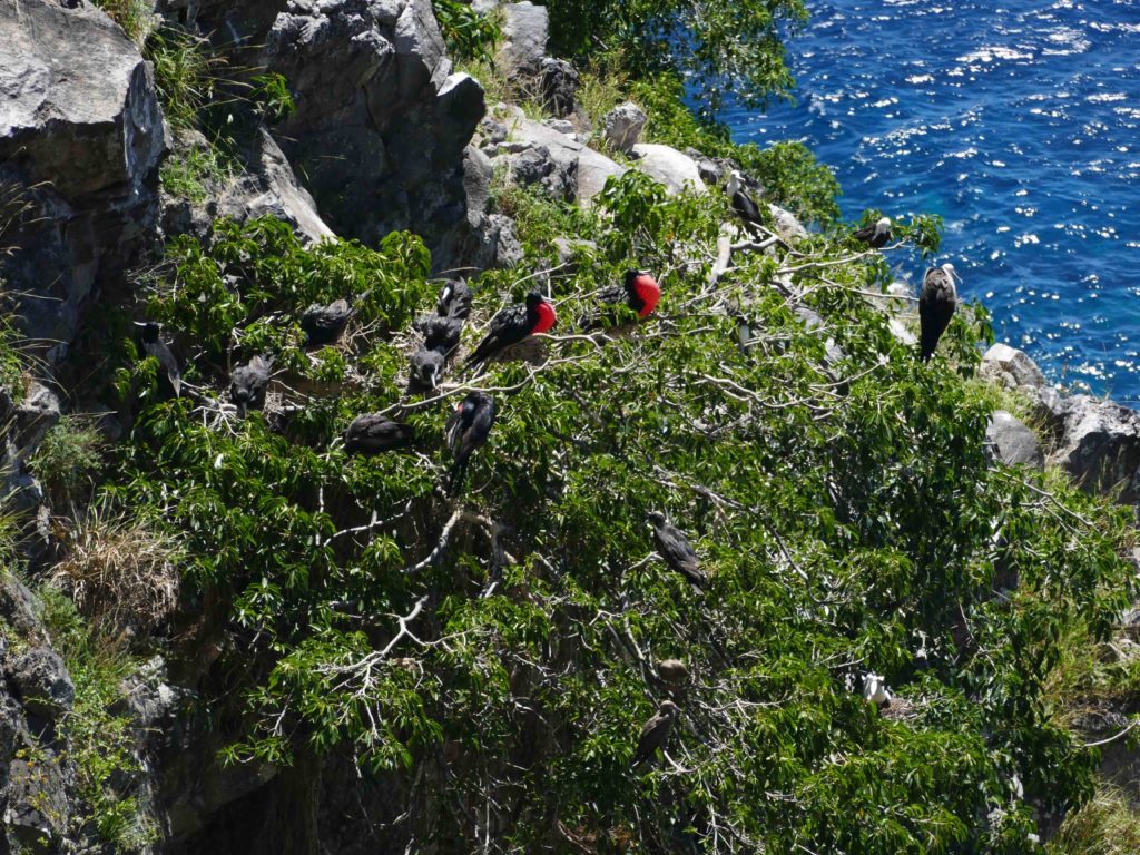 Nesting frigate birds. (Photo by Mike Appleton, Global Wildlife Conservation)
