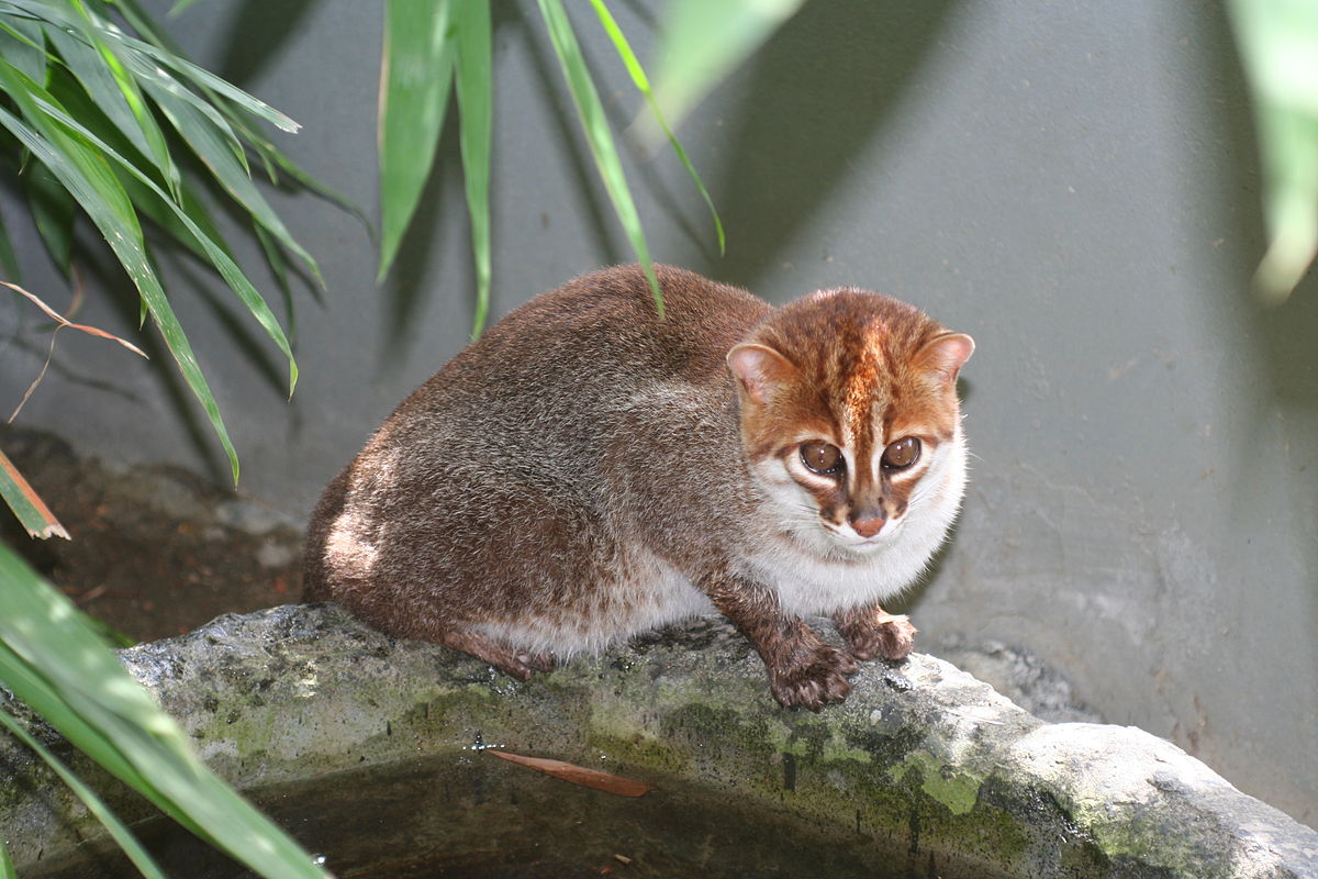 Small Cats - Global Wildlife Conservation