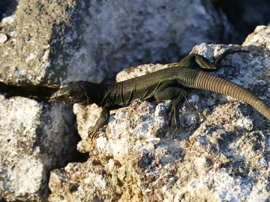 The Redonda Ground Dragon (Pholidoscelis atratus) is found nowhere else on Earth. (Photo by Mike Appleton, Global Wildlife Conservation)