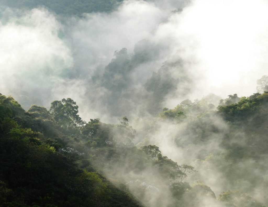 The beautiful cloud forest of Ecuador’s Intag region. (Photo by Carlos Zorrilla)