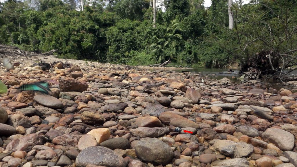 The natural habitat of the Oriental Blue Clearwing in Peninsular Malaysia. Arrow indicates a clearwing moth mud-puddling on rocks. (Photo by Paolo Volponi)