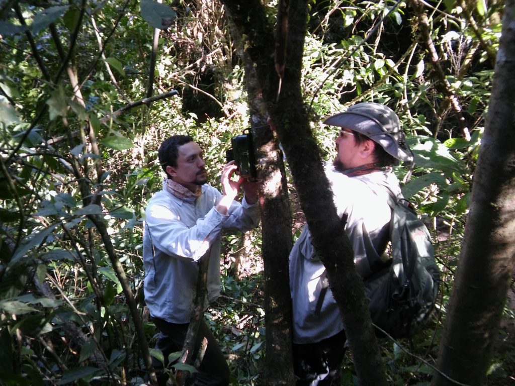Akmentins and Boullhesen set up recording equipment in the field. (Photo by Martín Boullhesen)