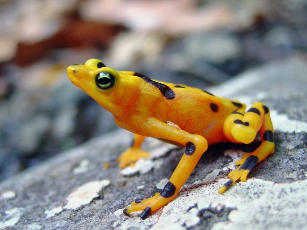 The striking Panamanian Golden Frog is the sister species to the Variable Harlequin Frog and biologists believe it is likely extinct in the wild, though Voyles and Richards-Zawacki aren’t giving up hope. (Photo by Cori Richards-Zawacki)