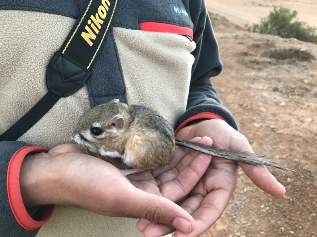 Jorge Andrade, adaptive management coordinator at Terra Peninsular, holds a San Quintin Kangaroo Rat in the field. (Photo by Sula Vanderplank, San Diego Natural History Museum)
