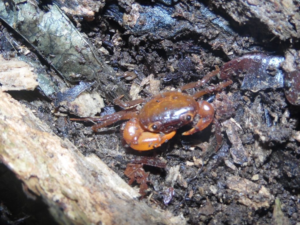 An Edea Crab peeks out at the researchers. (Photo by Pierre A. Mvogo Ndongo)