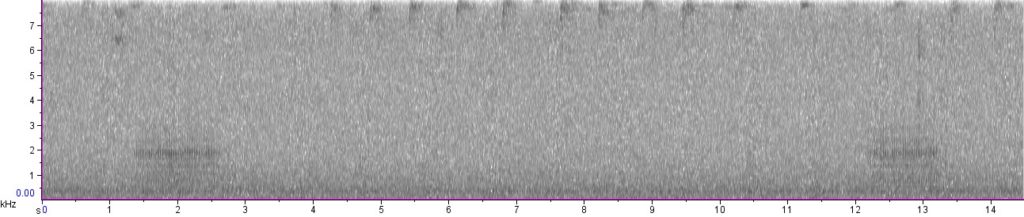 The spectrogram of the “funny thing” Arkmentins heard in his headphones. (Photo by Mauricio Arkmentins)