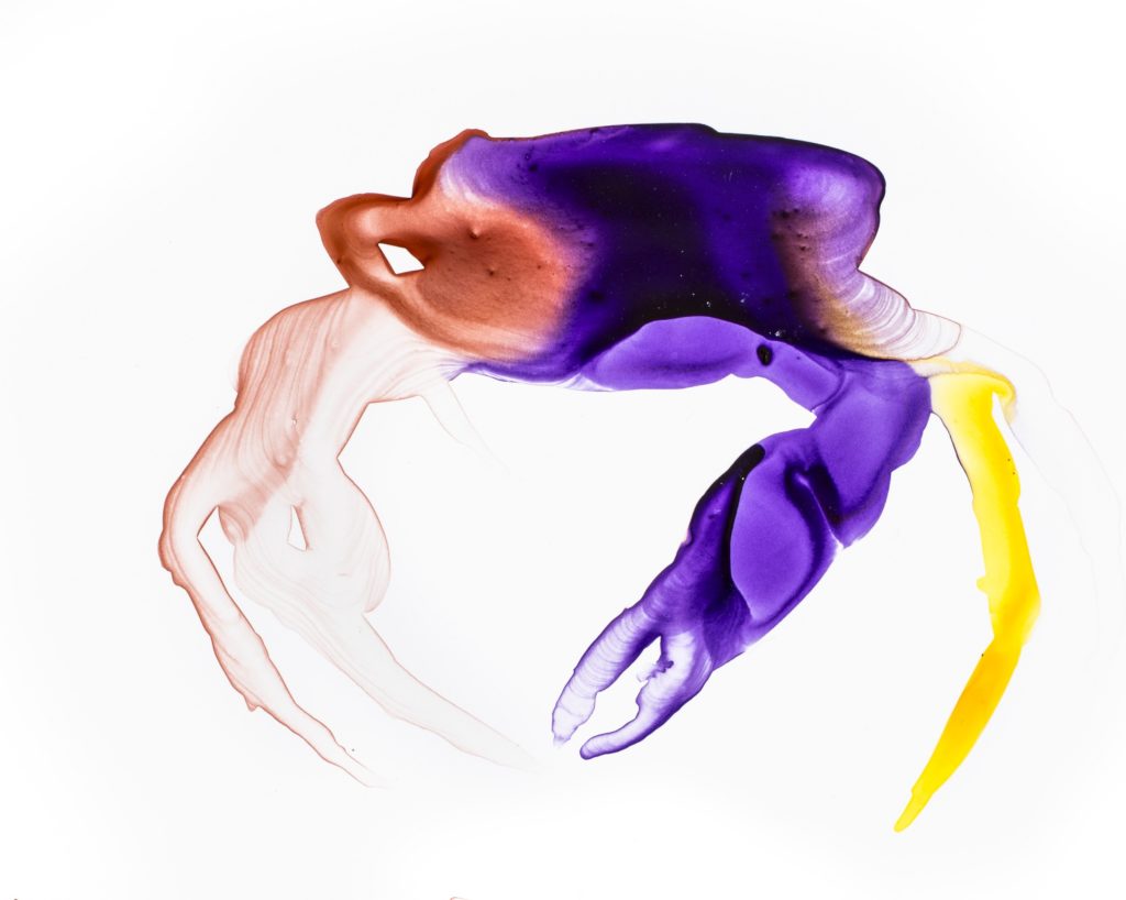 Sierra Leone Crab is one of The Search for Lost Species’ top 25 “most wanted” lost species. (Artwork by Alexis Rockman)