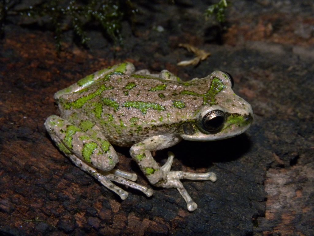 The rediscovered La Banderita Marsupial Frog. (Photo by Mauricio Akmentins)