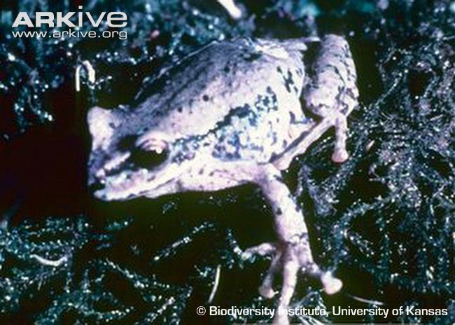 The lost Baritú’s Marsupial Frog is also on the team’s list of lost marsupial frogs to find.