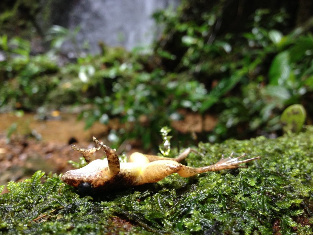 The deadly amphibian pathogen chytridiomycosis has wiped out frogs in the Neotropics, Australia and the Western United States since the 1980s. (Photo by Jamie Voyles)