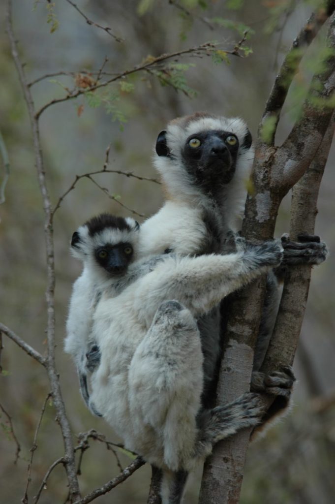 two lemurs in a tree
