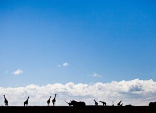 wildlife silhouettes against blue sky