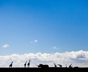 wildlife silhouettes against blue sky