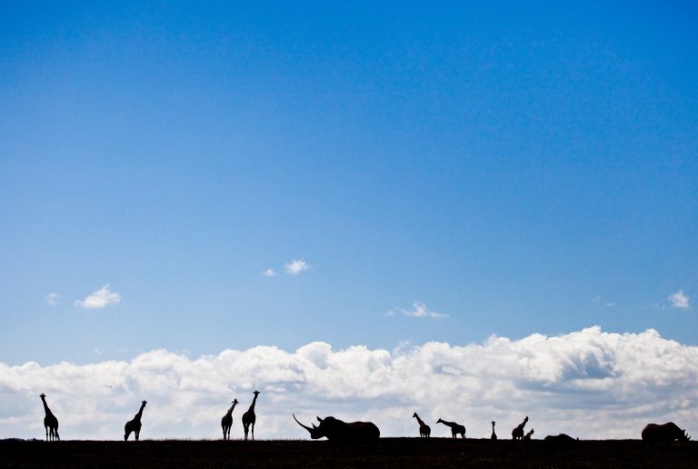 wildlife silhouettes against blue sky 