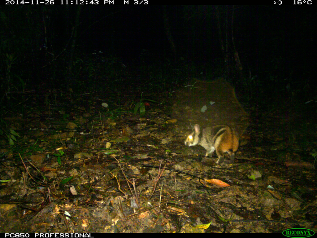 Annamite striped rabbit camera trap photo. (Leibniz Institute for Zoo and Wildlife Research / WWF-Vietnam CarBi projet / Bach Ma National Park)