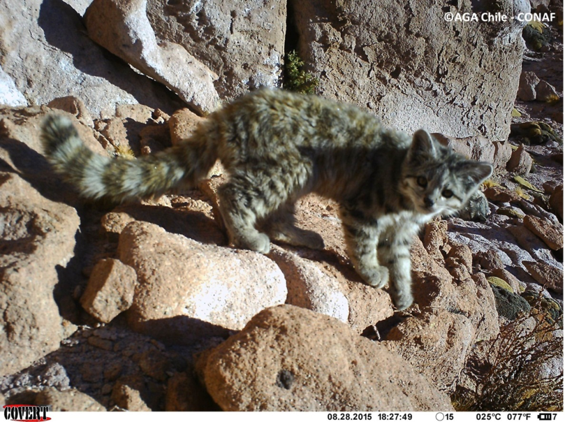 First Andean cat record in Los Flamencos Reserve. (Photo by AGA Chile-CONAF)
