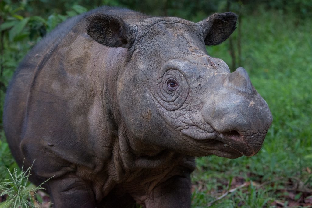 Preparing for A Rhino Rescue Mission — Sumatran Rhino Alliance