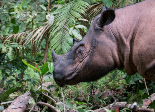 Sumatran Rhino