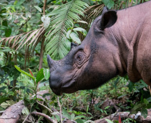 Sumatran Rhino