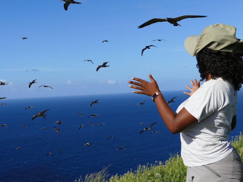 Shanna Challenger, the Redonda Restoration Programme Coordinator, admires the seabirds. (Photo by Mike Appleton, Global Wildlife Conservation)