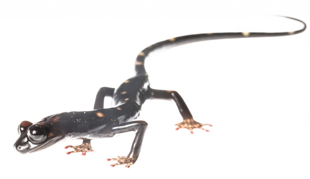 The long-limbed salamander, Nyctanolis pernix, one of two major species discoveries made by Paul Elias in his first expedition to Guatemala in 1974. (Photo by Robin Moore)