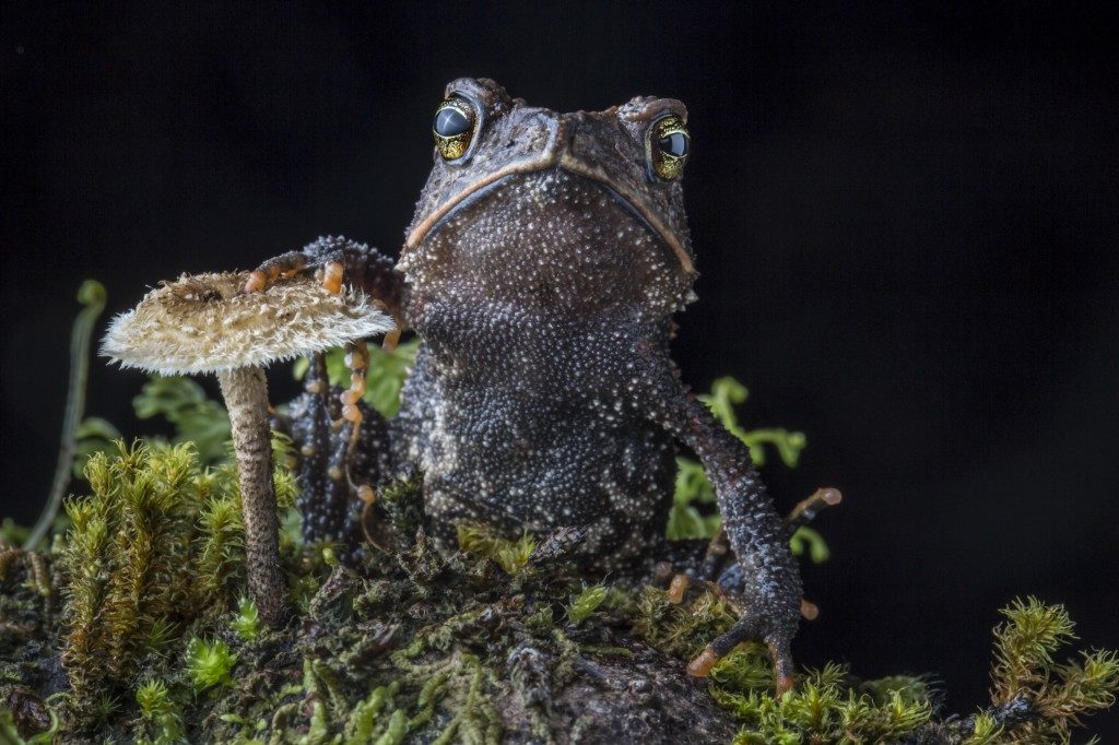 The Cuchumatan Golden Toad (Incilius aurarius), a species discovered and described as recently as 2012. (Photo by Robin Moore)