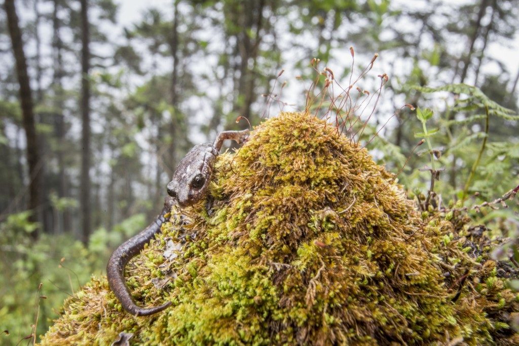 Royal False Brook Salamander (Pseudoeurycea rex) in the ethereal pine forests of Puerta del Cielo. (Photo by Robin Moore)