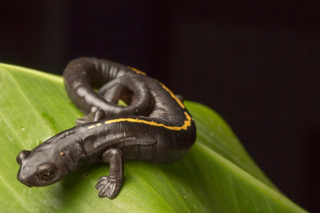 Müller’s Mushroomtongue Salamander (Bolitoglossa mulleri). (Photo by Robin Moore)