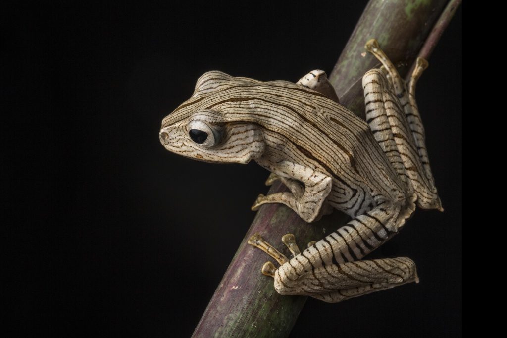 Borneo Eared Frog (Polypedates otilophus) in the Borneo Highlands of Sarawak, Malaysia. (Photo by Robin Moore)