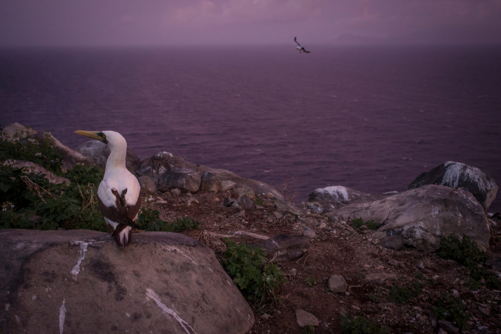 A Masked Booby sits atop a rock on Redonda. (Photo by Robin Moore, Global Wildlife Conservation)