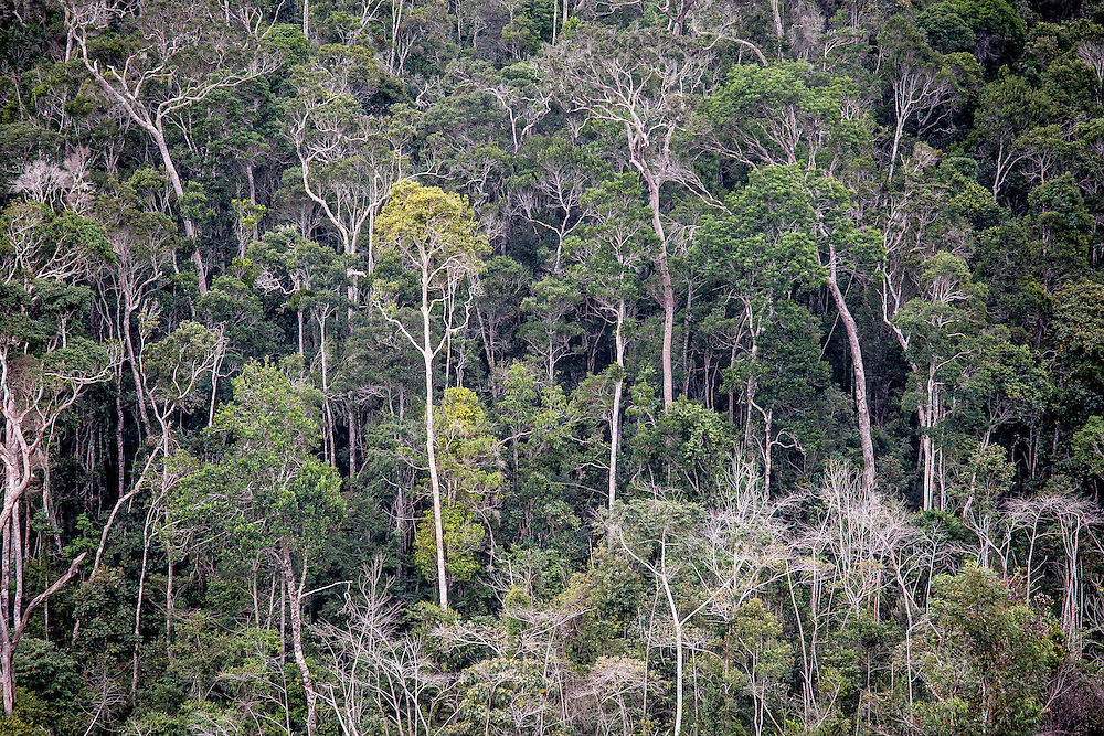 Forests of Madagascar. (Photo by Robin Moore/Global Wildlife Conservation)