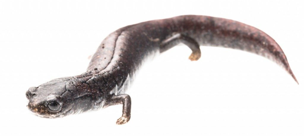 Bradytriton silus, unique in its high, vertically flattened tail, flattened nose and stumpy feet. was rediscovered after 32 years in 2009. (Photo by Robin Moore)