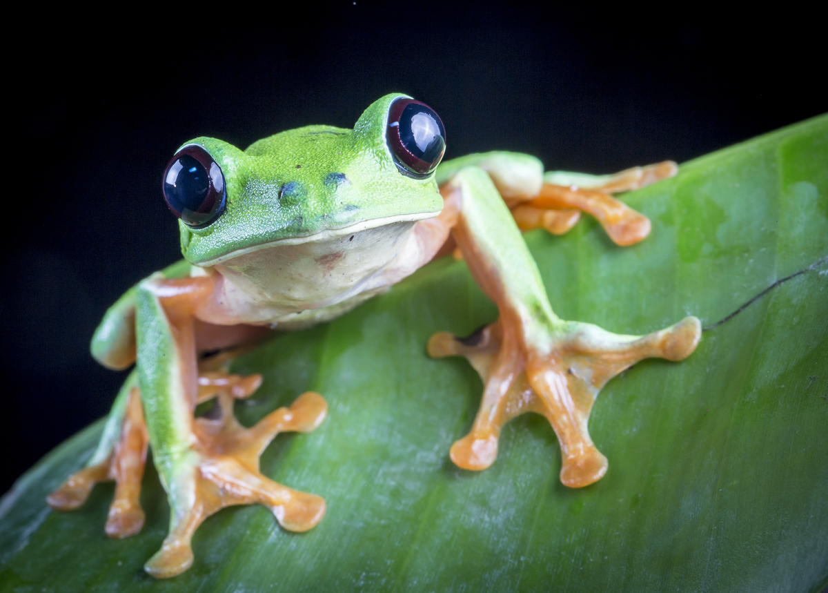 Black-eyed Leaf Frog (Agalychnis moreletii) a Critically Endangered species in the project area. (Photo by Robin Moore)