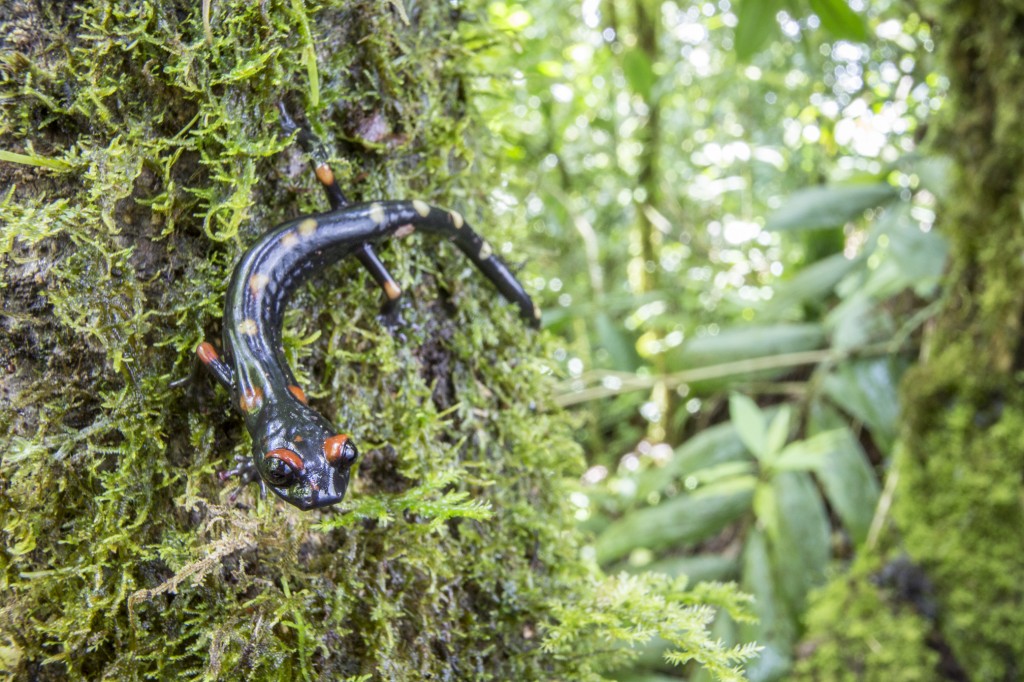 A long-limbed Salamander (Nyctanolis pernix) spotted by Jeremy Jackson 38 years after he last saw the species. (Photo by Robin Moore)