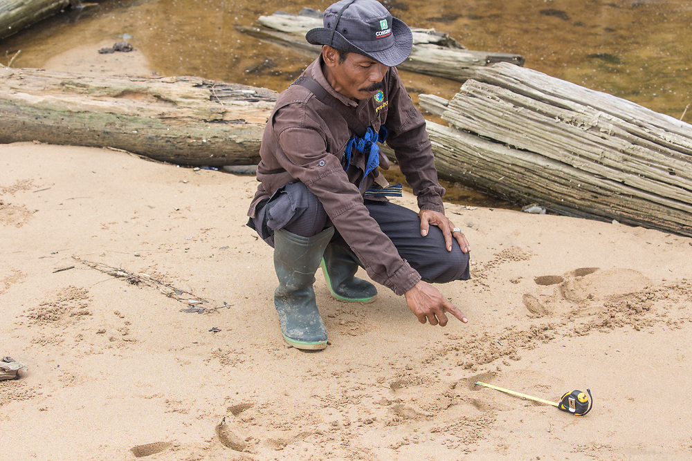 Rhino footprints in Ujung Kulon National Park, Java. (Photo by Robin Moore, Global Wildlife Conservation)