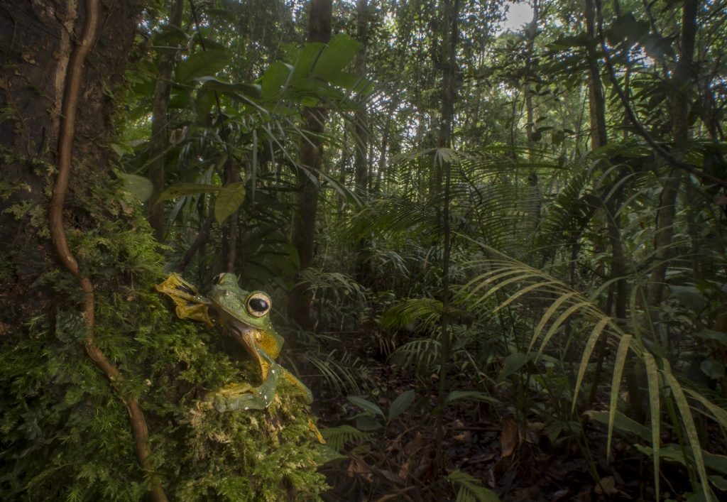 Wallace’s Flying Frog (Rhacaphorus nigropalmatus) in Borneo (Photo by Robin Moore)