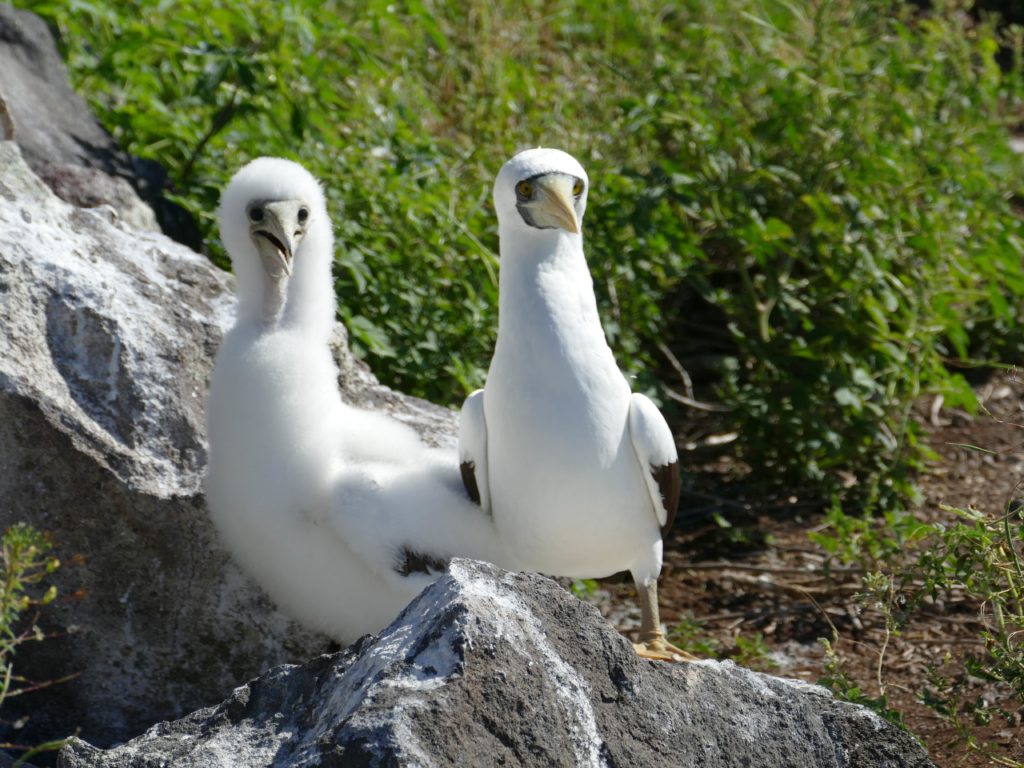 In the absence of invasive mammals, the Masked Boobies can now safely raise their young (Photo by Mike Appleton, Global Wildlife Conservation)