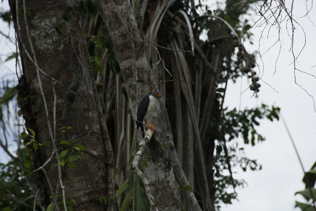Semiplumbeous hawk (Leucopternis semiplumbeus) in Indio Maiz. (Photo by Paloma Alcazar)