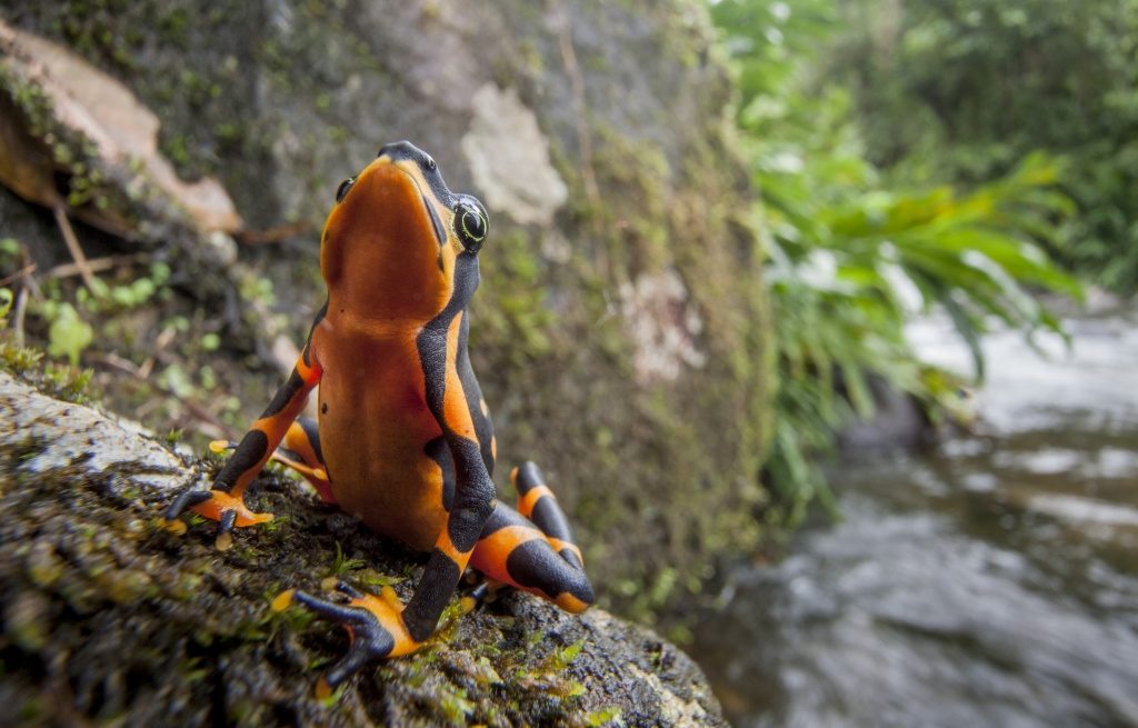 Years and decades after the disappearance of some species, they reappeared to the surprise and amazement of the scientific community. The Variable Harlequin Frog, Atelopus varius, disappeared from the forests of Costa Rica and Panama before being rediscovered in 2003. The reappearance of these Lazarus frogs could help us decipher how we prevent these and other frogs succumbing to extinction. (Photo by Robin Moore)