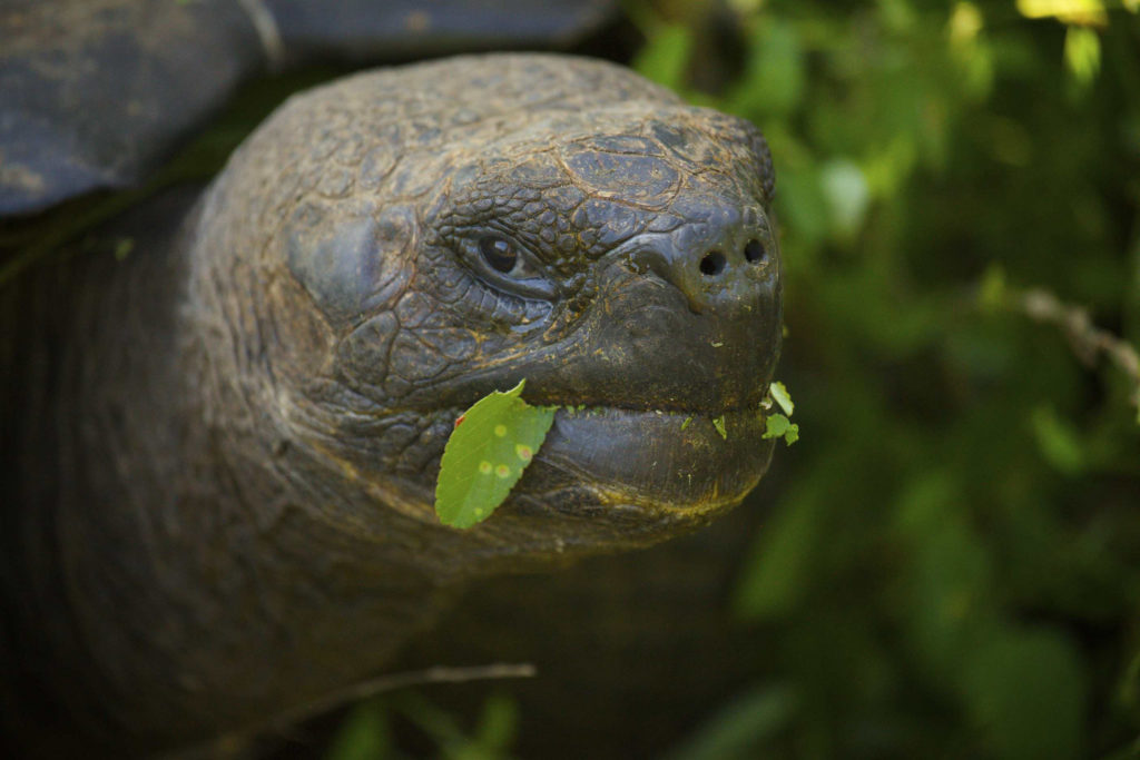 Galápagos Giant Tortoise. (Photo by BRJ Inc. via Flickr Creative Commons)