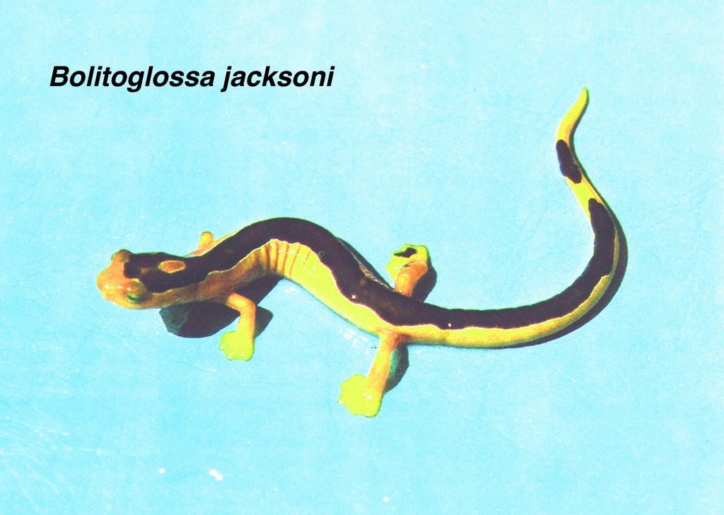Jackson’s Climbing Salamander (Bolitoglossa jacksoni), first and last seen by Jeremy Jackson almost four decades ago. (Photo by Sam Sweet)