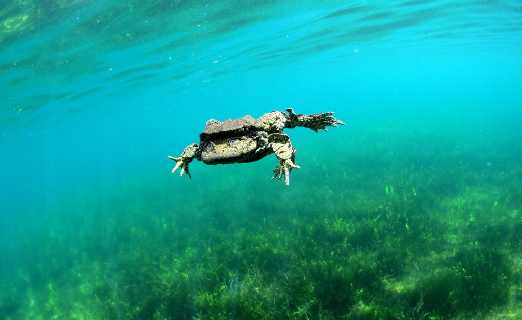 The Titicaca Water Frog is the world’s largest fully aquatic frog. Their billows of skin help them breathe underwater. (Photo by Arturo Muñoz)
