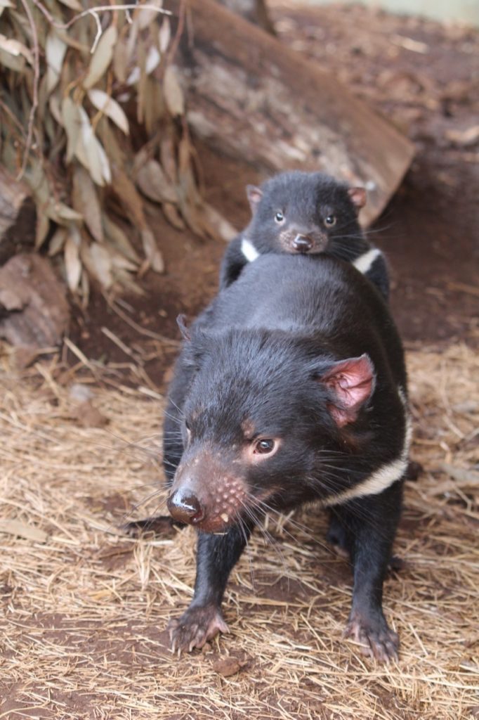 Angel with joey Bub. Angel recently gave birth to Devil Ark’s 300th Tasmanian Devil joey. (Photo courtesy of Devil Ark)