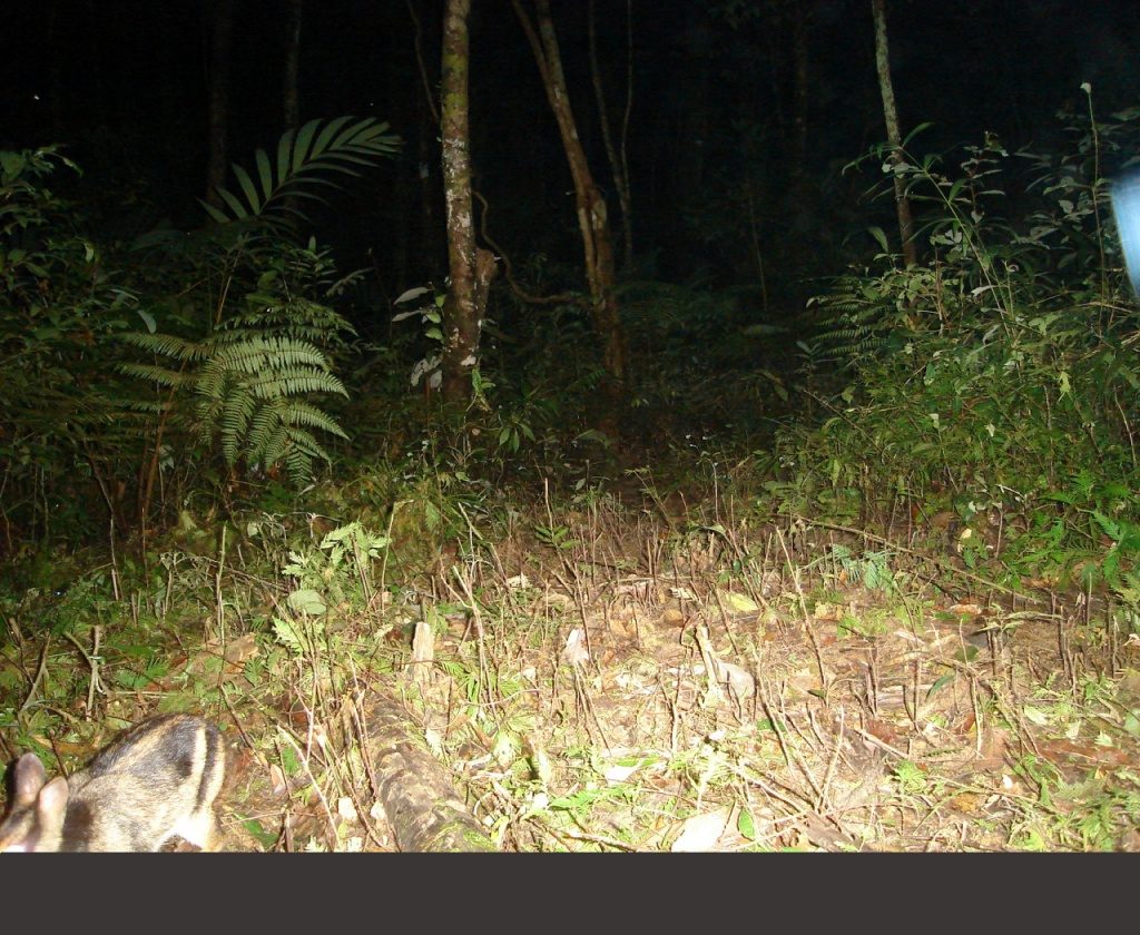 Annamite Striped Rabbit close-up. Note the black-brown stripe along the flank.