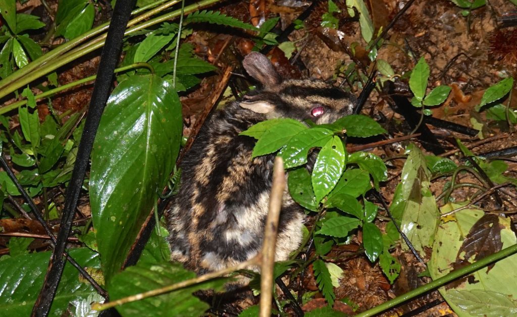 Saola The Tip Of The Annamites Extinction Iceberg Global Wildlife Conservation Saola The Tip Of The Annamites Extinction Iceberg Global Wildlife Conservation