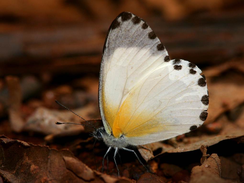The Atewa Dotted Border is one of the rarest butterflies in Africa. (Photo by Piotr Naskrecki)